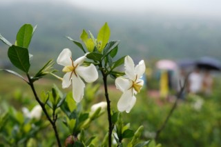 冬季栀子花室内怎么养,第2图