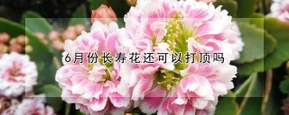 6月份长寿花还可以打顶吗,第1图