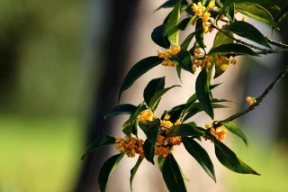 桂花树种植方法，5步即可完成桂花的种植,第5图