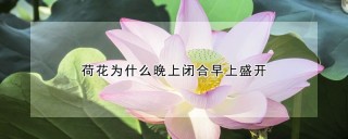 荷花为什么晚上闭合早上盛开,第1图