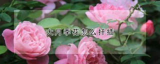 大月季花怎么扦插,第1图