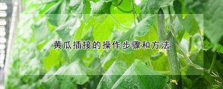 黄瓜插接的操作步骤和方法,第1图