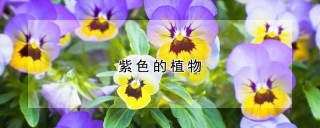 紫色的植物,第1图