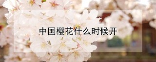 中国樱花什么时候开,第1图