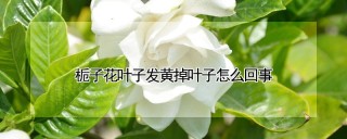 栀子花叶子发黄掉叶子怎么回事,第1图