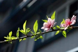 桃花盆景的养护要点，5步即可养好桃花盆景,第3图