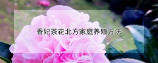 香妃茶花北方家庭养殖方法,第1图