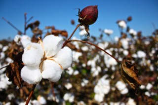 棉花是什么植物,第3图