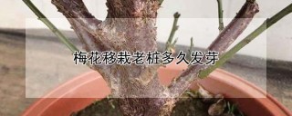 梅花移栽老桩多久发芽,第1图