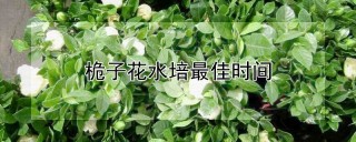 桅子花水培最佳时间,第1图