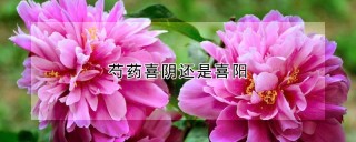 芍药喜阴还是喜阳,第1图