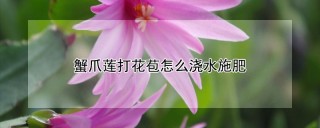 蟹爪莲打花苞怎么浇水施肥,第1图