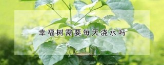 幸福树需要每天浇水吗,第1图