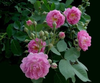 蔷薇花的修剪方法，教你两种最有效修剪技巧(花芽与花期),第3图