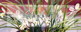 兰花浇水多久一次,第1图