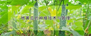 地黄瓜的种植技术与管理,第1图