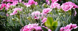 康乃馨叶子发黄干枯怎么办,第1图