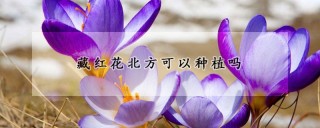 藏红花北方可以种植吗,第1图