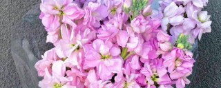 紫罗兰花束养护方法,第1图