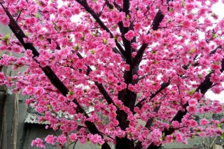 春季桃树打什么药预防虫害,第2图