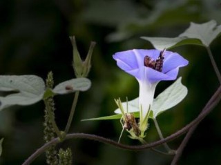 牵牛花的寓意是什么，代表着坚固的爱情、渺茫的恋爱,第3图