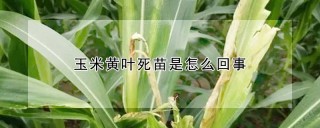 玉米黄叶死苗是怎么回事,第1图