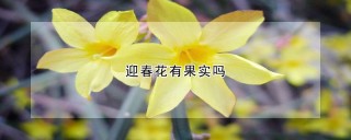 迎春花有果实吗,第1图