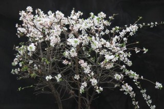 樱花一般什么时候开，每年的三月中旬到四月下旬,第4图