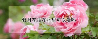 牡丹花插在水里可以活吗,第1图