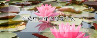 荷花中间绿色的是什么,第1图