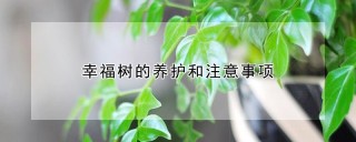 幸福树的养护和注意事项,第1图