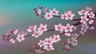 日本樱花的意义,第1图