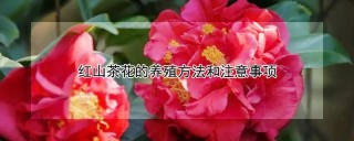 红山茶花的养殖方法和注意事项,第1图