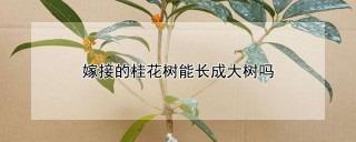 嫁接的桂花树能长成大树吗,第1图