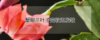 蟹脚兰叶子变软还发皱,第1图