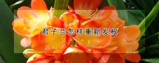 君子兰怎样重新发根,第1图