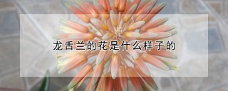 龙舌兰的花是什么样子的,第1图