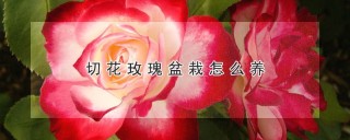 切花玫瑰盆栽怎么养,第1图