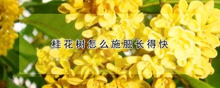 桂花树怎么施肥长得快,第1图