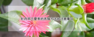 牡丹吊兰夏季的养殖方法和注意事项,第1图