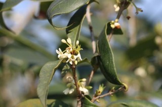 桂花树怎么修剪长得快，1~2月进行修剪最好,第2图