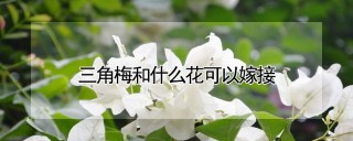 三角梅和什么花可以嫁接,第1图