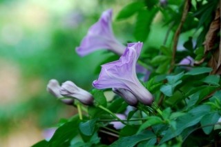 牵牛花春天几天浇水一次,第2图