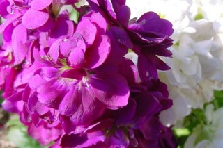 紫罗兰种子的种植方法,第3图