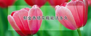 郁金香插花瓶能活多久,第1图