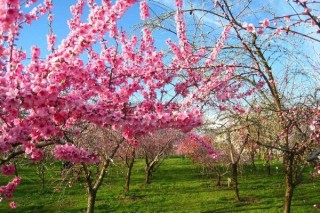 桃花秋天怎么养，北方地区要做好保暖措施,第1图