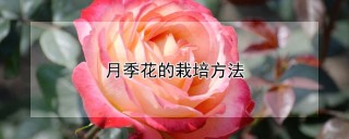 月季花的栽培方法,第1图