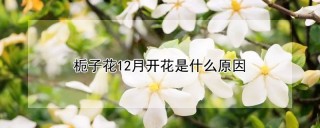 栀子花12月开花是什么原因,第1图