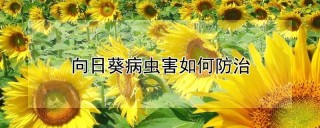 向日葵病虫害如何防治,第1图