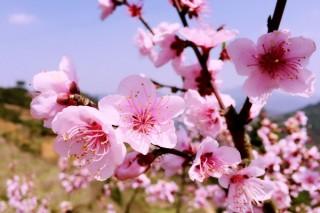 春季桃树打什么药预防虫害,第3图